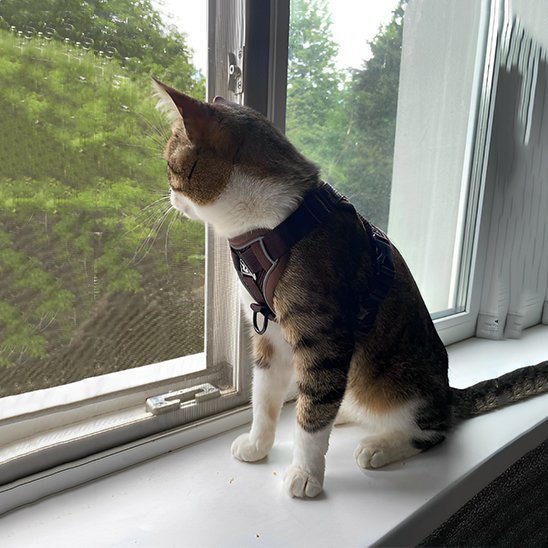 "Chat à la fenêtre équipé d'un harnais de sécurité noir - protection anti-chute pour chat curieux"