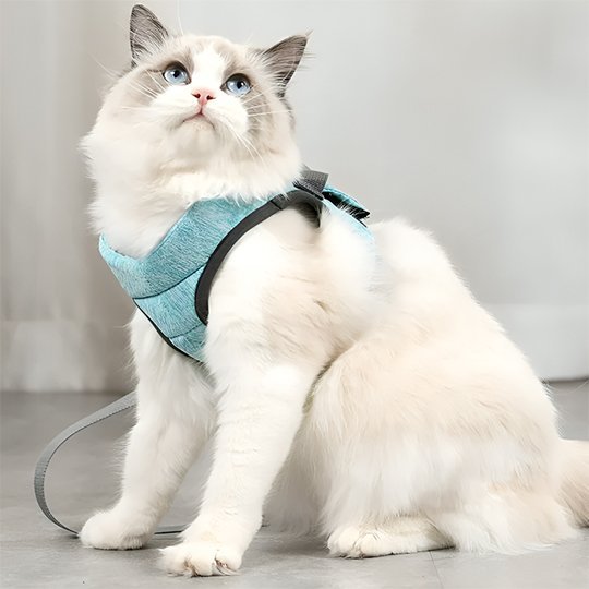 Chat blanc avec harnais bleu confortable et ajustable"