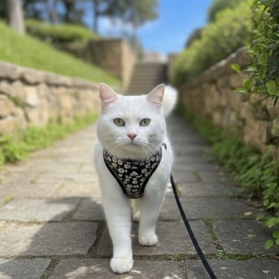 Chat blanc avec harnais chat ajustable explorant un chemin extérieur en toute sécurité