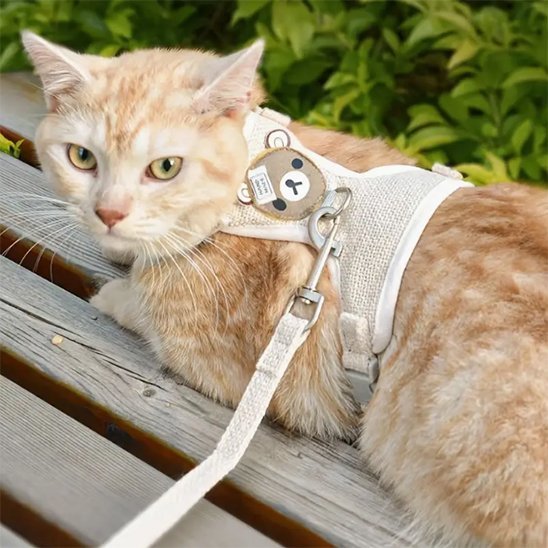 Chat blanc et roux sur un banc avec laisse blanche à motif ourson - harnais confortable pour promenade