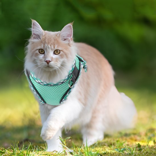 Chat crème avec harnais vert menthe respirant pour balade en extérieur sécurisée
