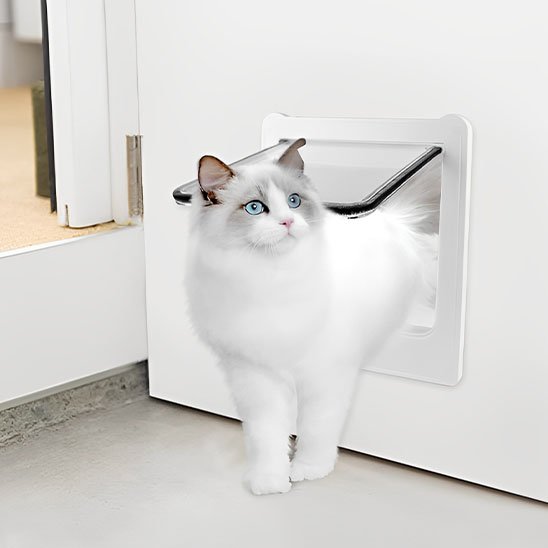 Chat Ragdoll blanc aux yeux bleus passant par une chatière blanche dans une porte