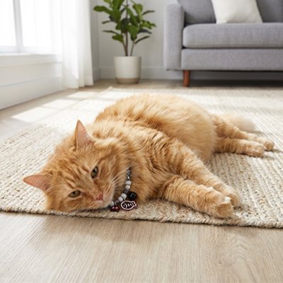 "Chat roux détendu portant un collier chat noir avec médaille et clochette sur tapis"