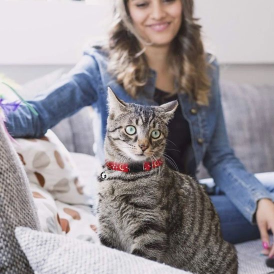 Chat tigré avec collier rouge à pois assis sur un canapé