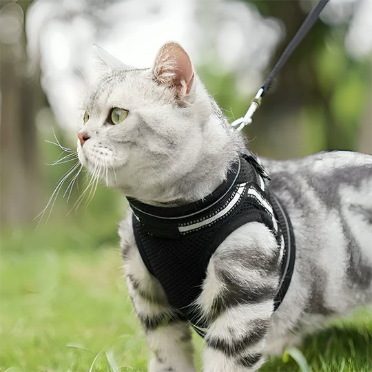 chaton tigré gris avec harnais noir respirant et laisse pour balade en extérieur