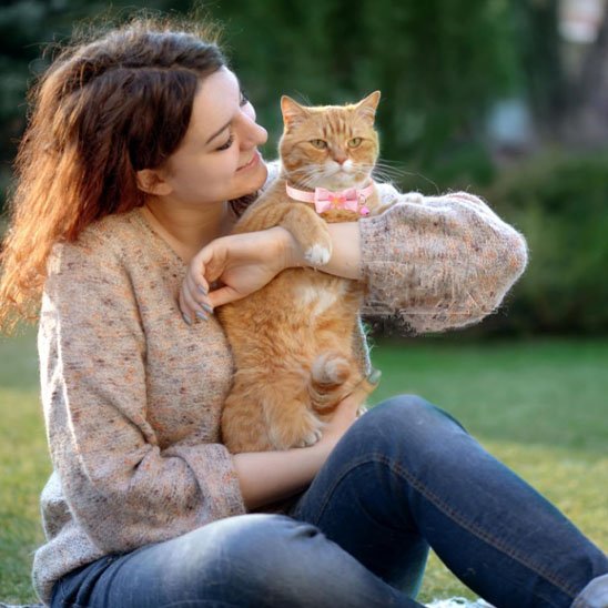 Chat roux british shorthair avec collier nœud papillon rose dans les bras de sa maîtresse