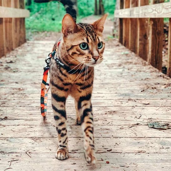 Détail des sangles ajustables et du rembourrage du harnais Sérénité.