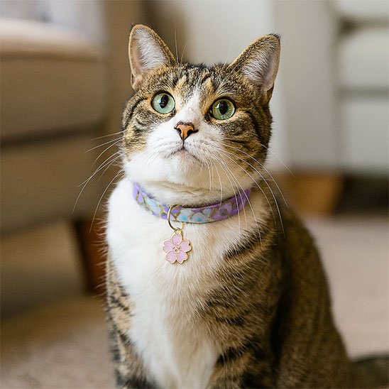 Collier pour chat Félin Élégance vue complète - Collier résistant et confortable pour chaton.