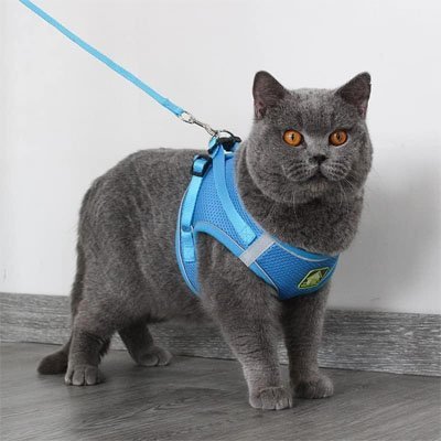 Chat confortablement équipé du harnais Minou Loft lors d'une sortie extérieure.