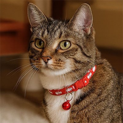 Collier pour chat confortable avec boucle de sécurité.