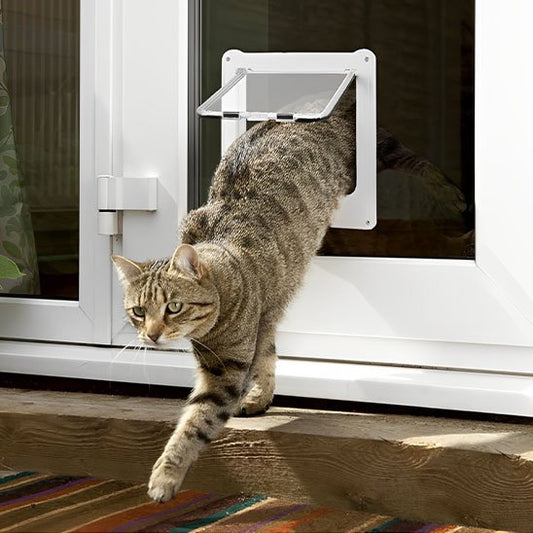 Chat tabby passant par une chatière installée sur une porte vitrée