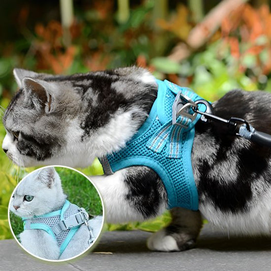 Harnais anti fugue chat bleu turquoise réglable avec laisse