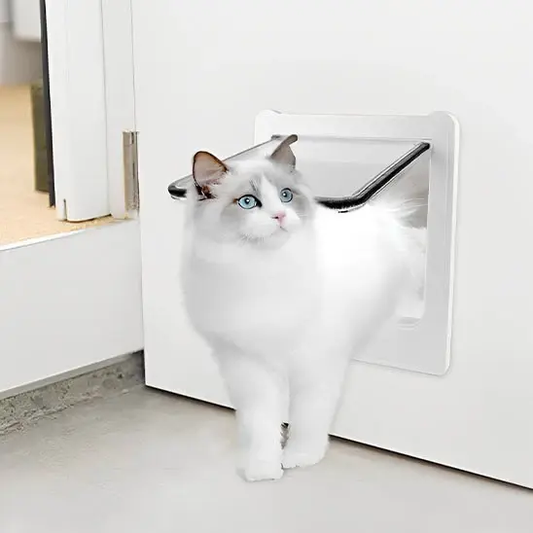 Chat ragdoll blanc aux yeux bleus passant par une chatière blanche installée dans une porte