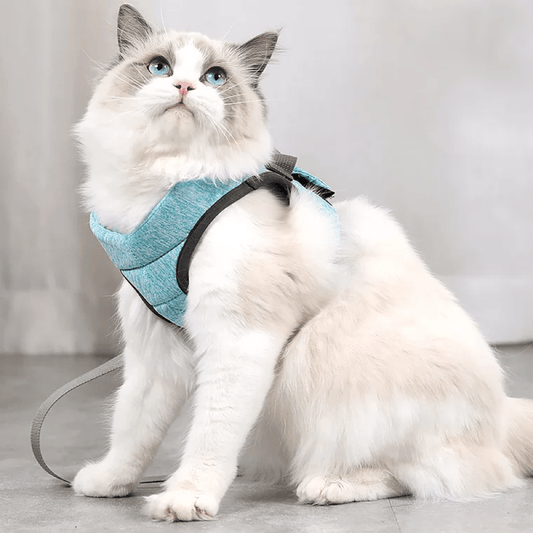 Le guide ultime du Harnais pour Chat.