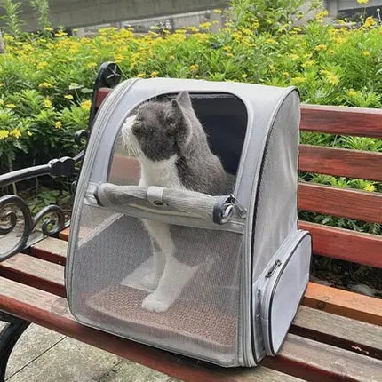 Chat british shorthair gris dans un sac à dos transport mesh gris posé sur un banc en plein air