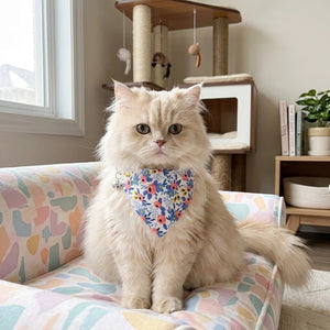 Bandana pour chat à fleurs bleues porté par un chat assis sur un canapé pastel