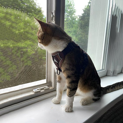  "Chat à la fenêtre équipé d'un harnais de sécurité noir - protection anti-chute pour chat curieux"