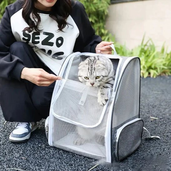 Chat américain tabby argenté sortant d'un sac à dos transport transparent mesh gris