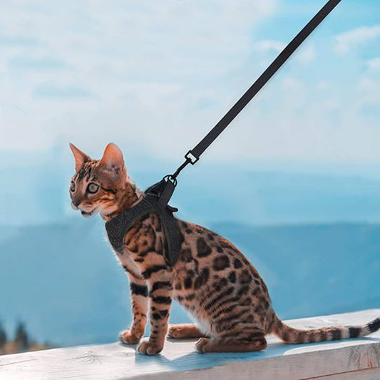 Chat Bengal portant un harnais noir avec laisse en extérieur