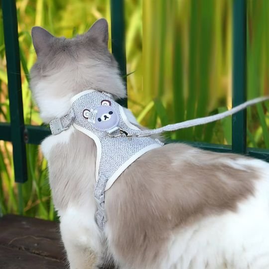 Chat bicolore avec harnais gris motif ourson en extérieur