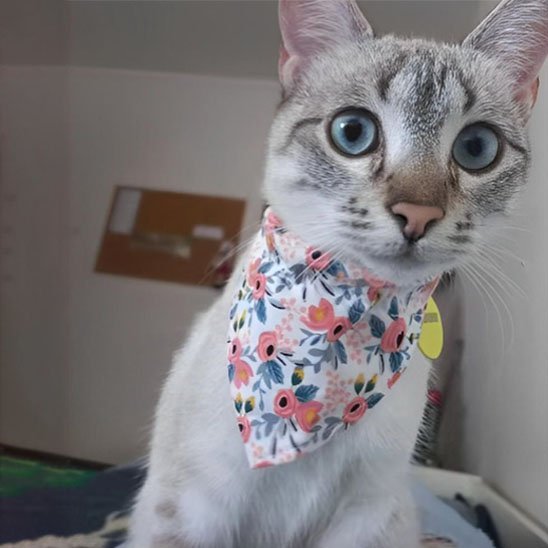 Chat blanc aux yeux bleus portant un collier bandana fleuri rose et bleu avec médaille jaune