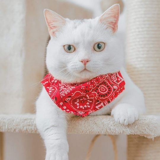 Chat blanc avec collier chat bandana rouge motifs paisley sur arbre à chat