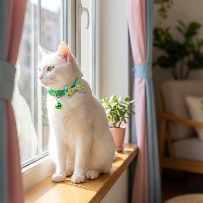 Chat blanc collier nœud vert fenêtre intérieur