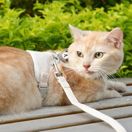  Chat blanc et roux allongé avec laisse blanche - système d'attache sécurisé visible