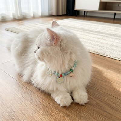  "Chat blanc persan avec collier chat bleu et clochette dans un intérieur lumineux"