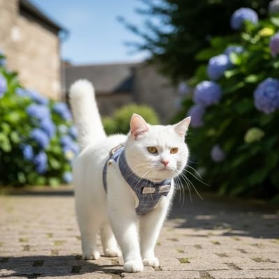 Chat blanc portant harnais confortable bleu
