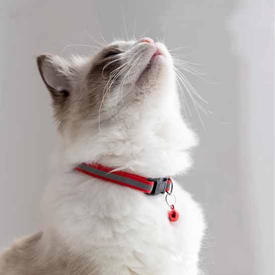 Chat blanc ragdoll portant un collier pour chat rouge réfléchissant avec clochette