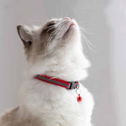 Chat blanc ragdoll portant un collier pour chat rouge réfléchissant avec clochette
