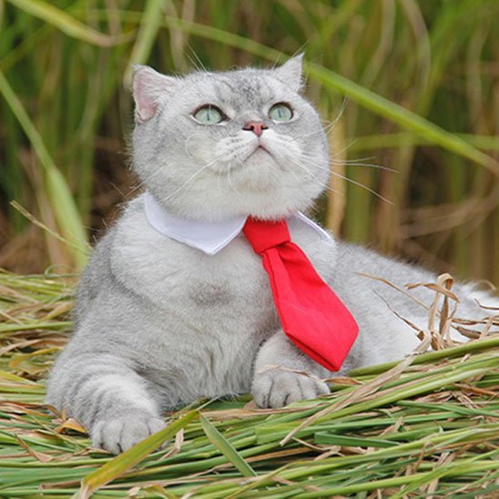 Chat british shorthair argenté avec collier cravate rouge et col blanc dans l'herbe