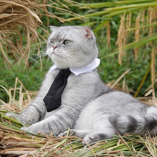 Chat british shorthair argenté avec collier cravate noire et col blanc dans l'herbe