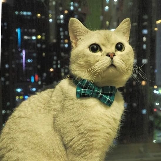 Chat British Shorthair avec collier chat nœud papillon vert carreaux devant ville