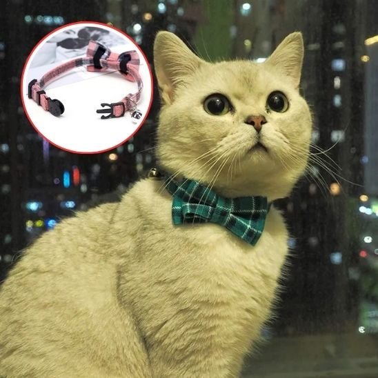 Chat British Shorthair avec collier chat nœud papillon vert carreaux et variante rose