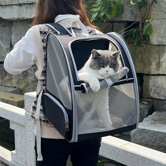 Chat british shorthair blanc gris dans un sac à dos transport mesh noir posé sur un pont