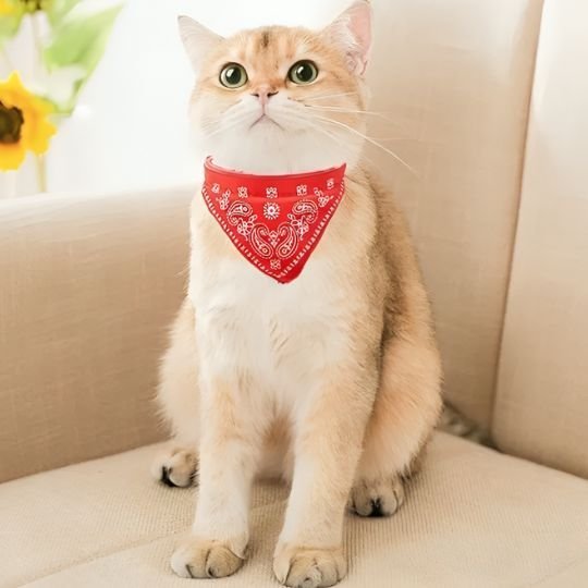 Chat british shorthair doré avec collier bandana rouge paisley sur un canapé beige