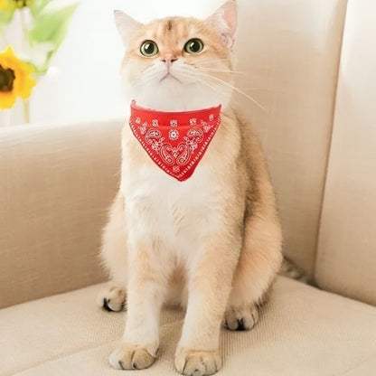 Chat british shorthair doré avec collier bandana rouge paisley sur un canapé beige
