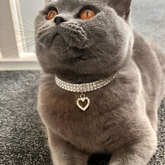 Chat British Shorthair gris avec collier pour chat strass cristaux pendentif coeur