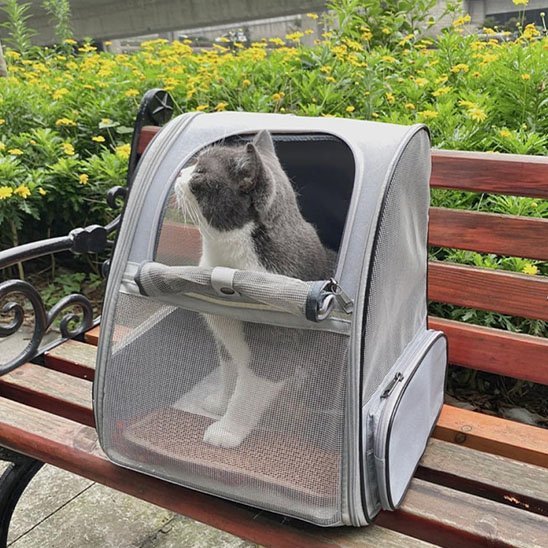 Chat british shorthair gris dans un sac à dos transport mesh gris posé sur un banc