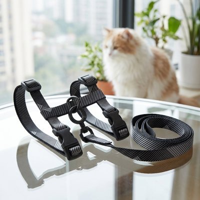 Chat en arrière-plan observant un harnais pour chat réglable gris posé sur une table en intérieur