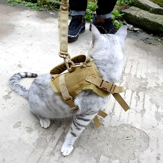 "Chat en laisse avec harnais tactique beige en promenade"