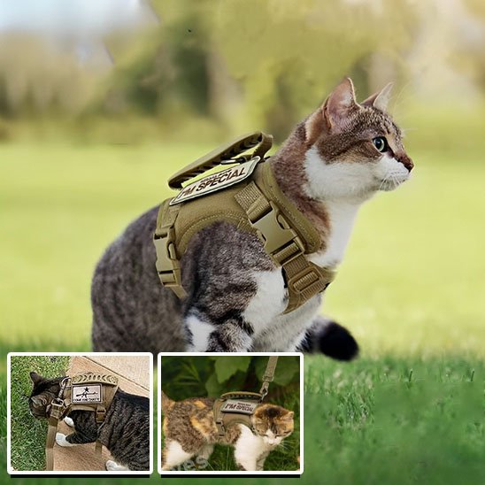 Chat en promenade avec harnais tactique ajustable beige"