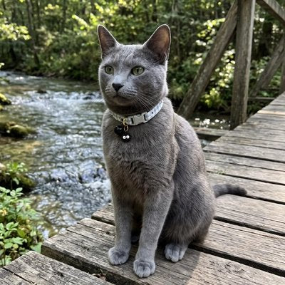 Chat gris assis sur une passerelle en bois, collier chat blanc avec breloque œil porte-bonheur