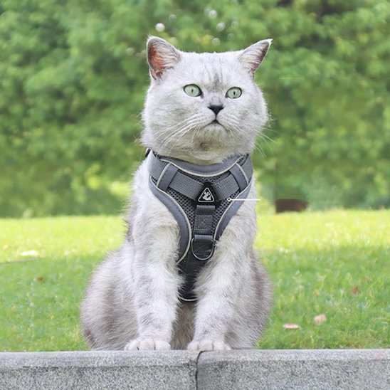 Chat gris aux yeux verts portant un harnais laisse pour chat anti-évasion pour promenades sécurisées