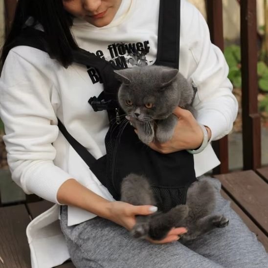 Chat gris dans un sac de portage ventral noir, porté sur le ventre