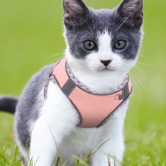 Chat gris et blanc avec harnais rose anti-évasion réglable pour sortie extérieure