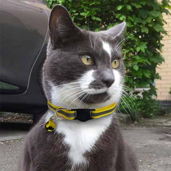 Chat gris et blanc en extérieur portant un collier pour chat jaune réfléchissant avec clochette