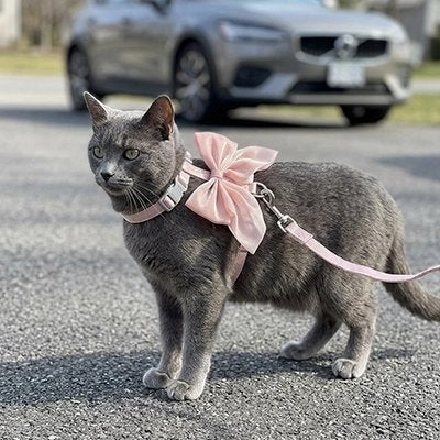 Chat gris marchant dans la rue portant un harnais pour chat rose avec nœud papillon et laisse